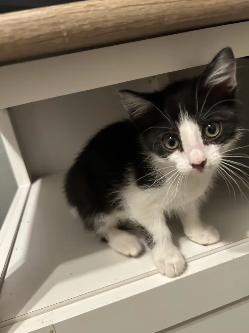 A baby small-sized female Domestic Short Hair cat named Panda for adoption in Heyburn, ID