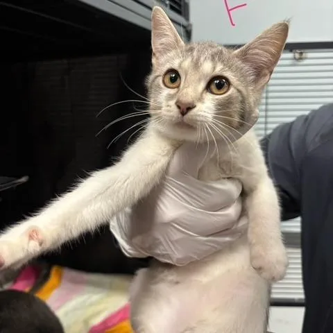 A baby small-sized female Gray / Blue / Silver Domestic Short Hair cat named Wonton for adoption in Mooresville, NC