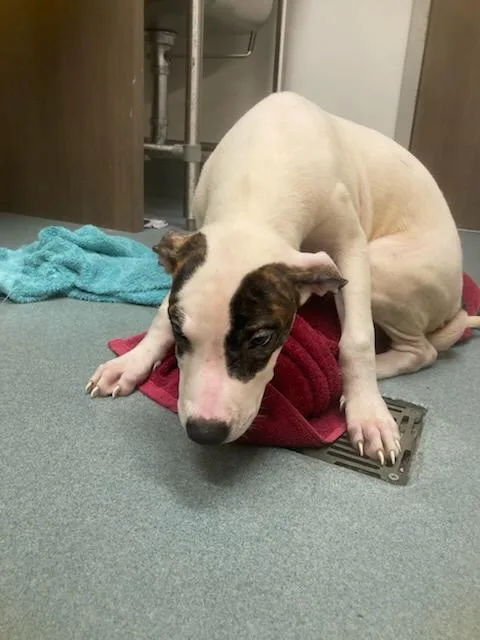 A baby small-sized female Pit Bull Terrier dog named Stella for adoption in Baytown, TX