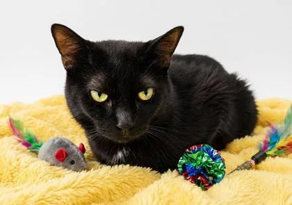 A young medium-sized female Domestic Short Hair cat named Mama Bear for adoption in Cumming, GA