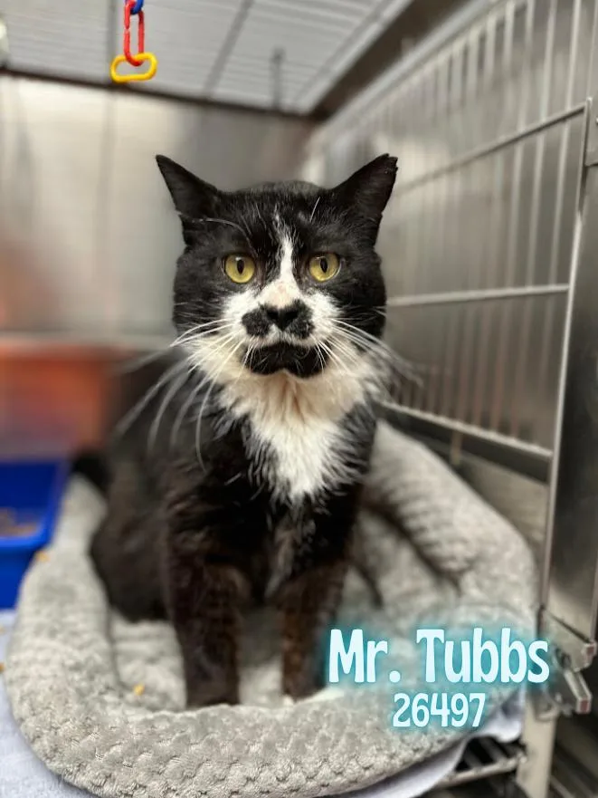 An adult medium-sized male Black & White / Tuxedo Domestic Medium Hair cat named Mr. Tubbs for adoption in Oak Ridge, TN