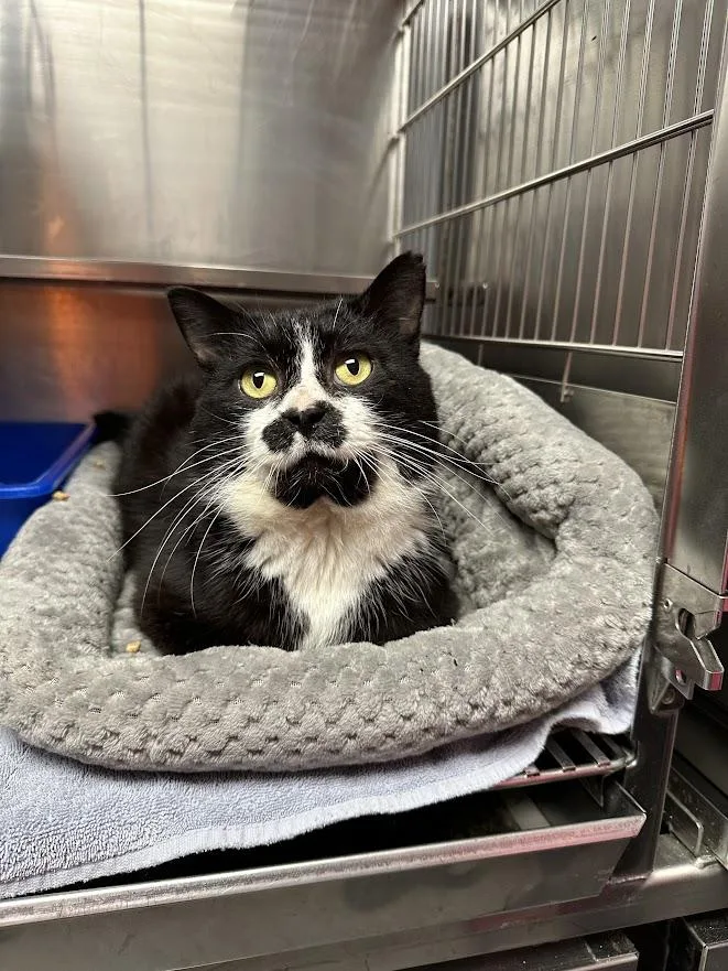 Mr. Tubbs thumbnail 2