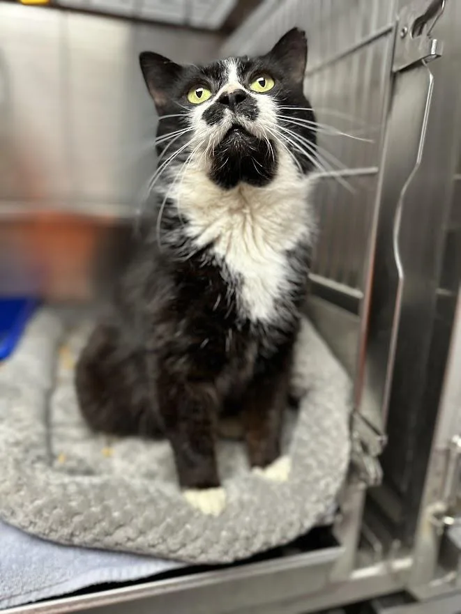 Mr. Tubbs thumbnail 3