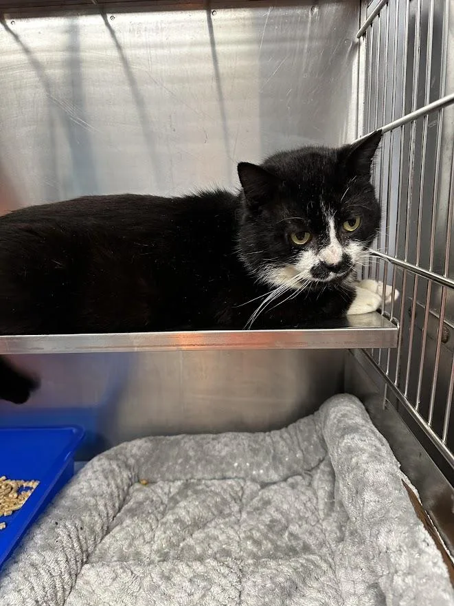 Mr. Tubbs thumbnail 4