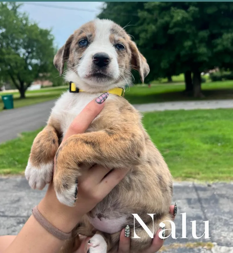 A baby large-sized female White / Cream Mixed Breed dog named Nalu for adoption in Spring hill, TN