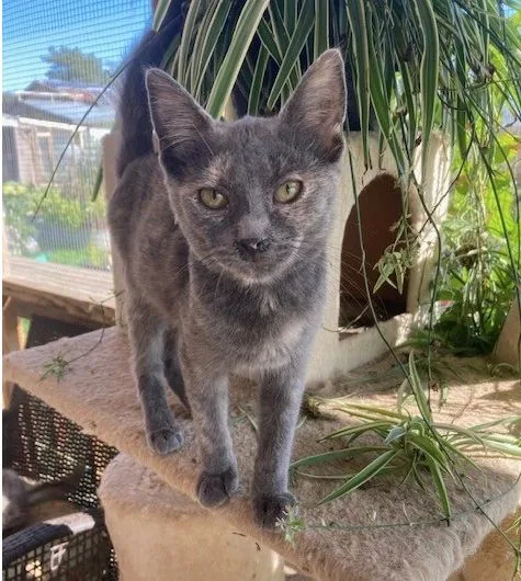 An adult large-sized female Gray & White Domestic Short Hair cat named Biscuits for adoption in Rome, PA