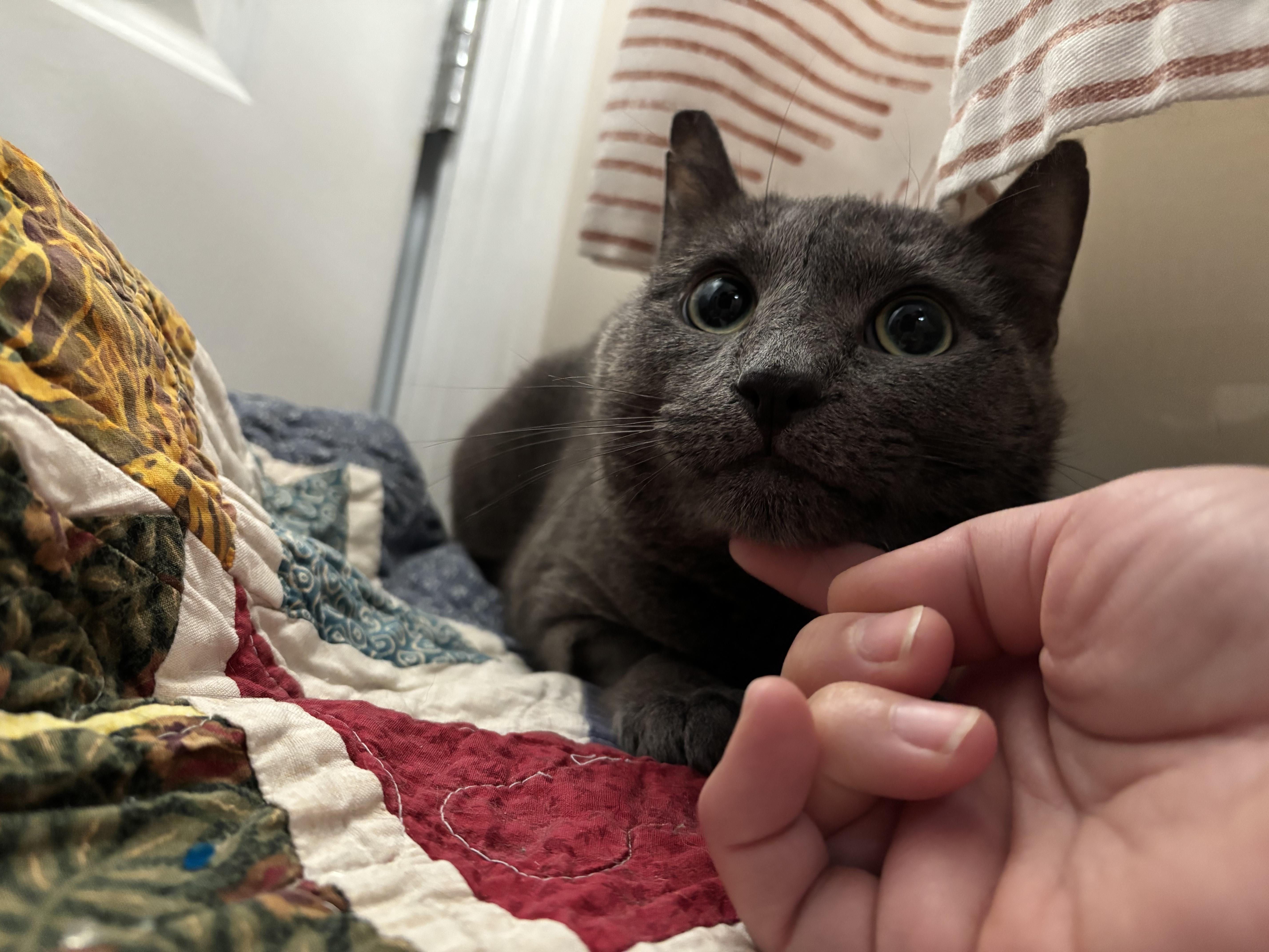 A young medium-sized male Gray / Blue / Silver Domestic Short Hair cat named Marty Mcfly for adoption