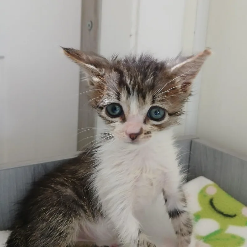 A baby small-sized female Gray / Blue / Silver Domestic Short Hair cat named Juneau for adoption in Kanab, UT