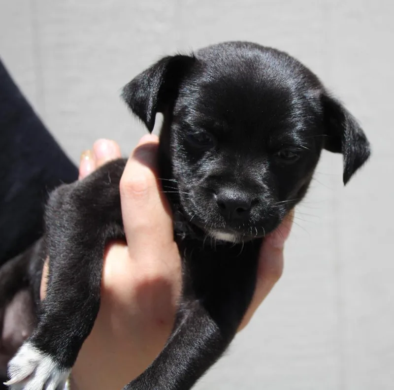 A baby medium-sized female Chihuahua dog named Jill for adoption in Vacaville, CA