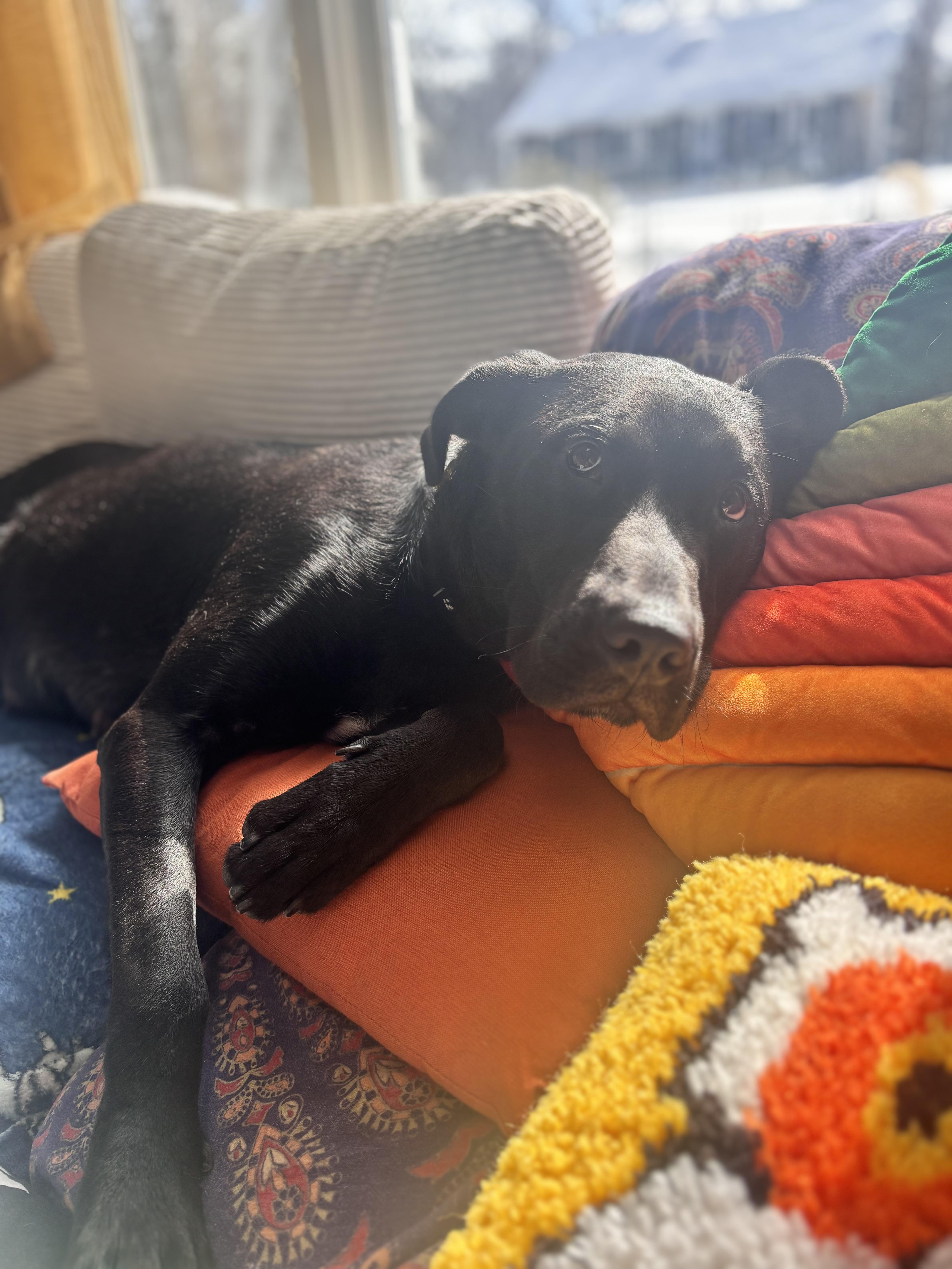 Ella Mae Momma Skates thumbnail 2