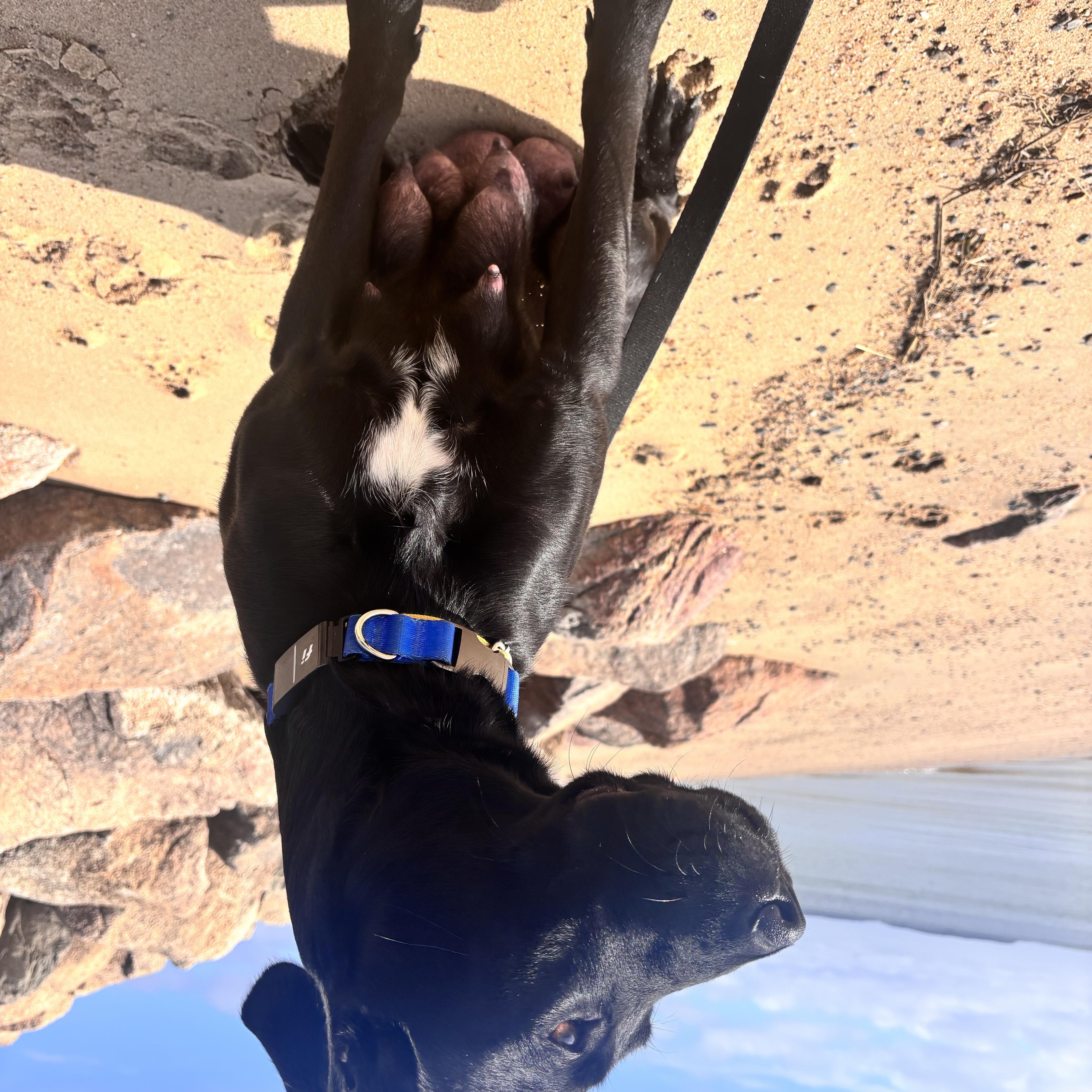 Ella Mae Momma Skates thumbnail 3