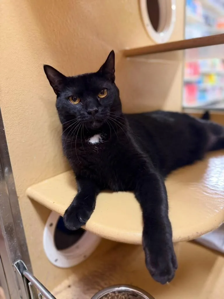 A young medium-sized male Black Domestic Short Hair cat named Marshall for adoption in Spring Lake, NJ