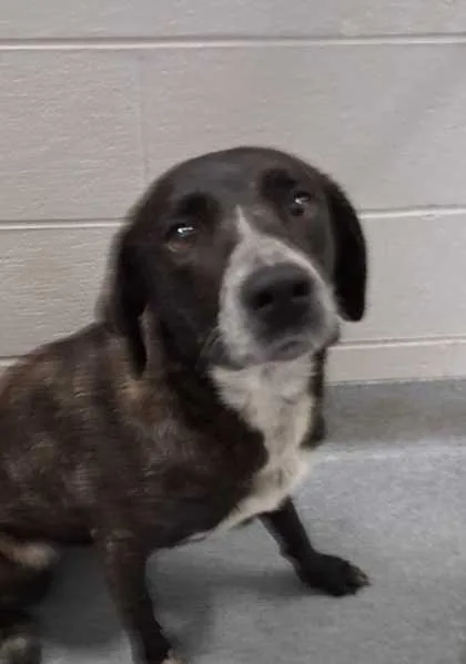 An adult medium-sized female Bluetick Coonhound dog named Kiana for adoption in Sevierville, TN