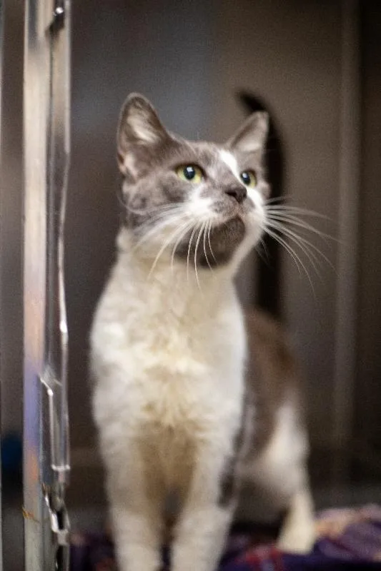 A young medium-sized female Domestic Short Hair cat named Ruby for adoption in Seymour, IN