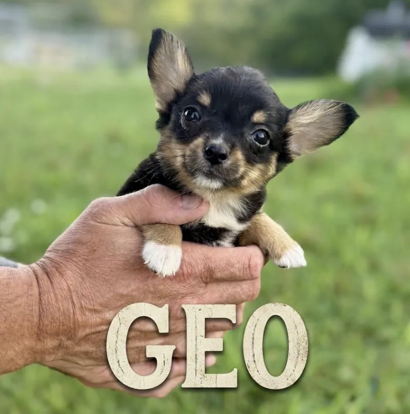 A baby small-sized male Corgi dog named Geo for adoption in Iron Ridge, WI