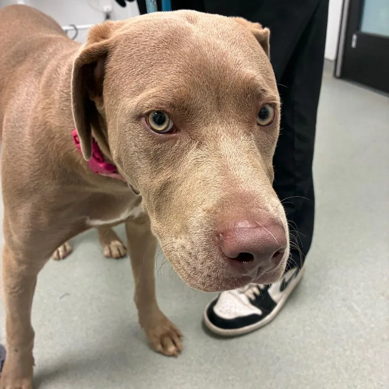 A young medium-sized male Gray / Blue / Silver Labrador Retriever dog named Trouble for adoption in Abilene, TX