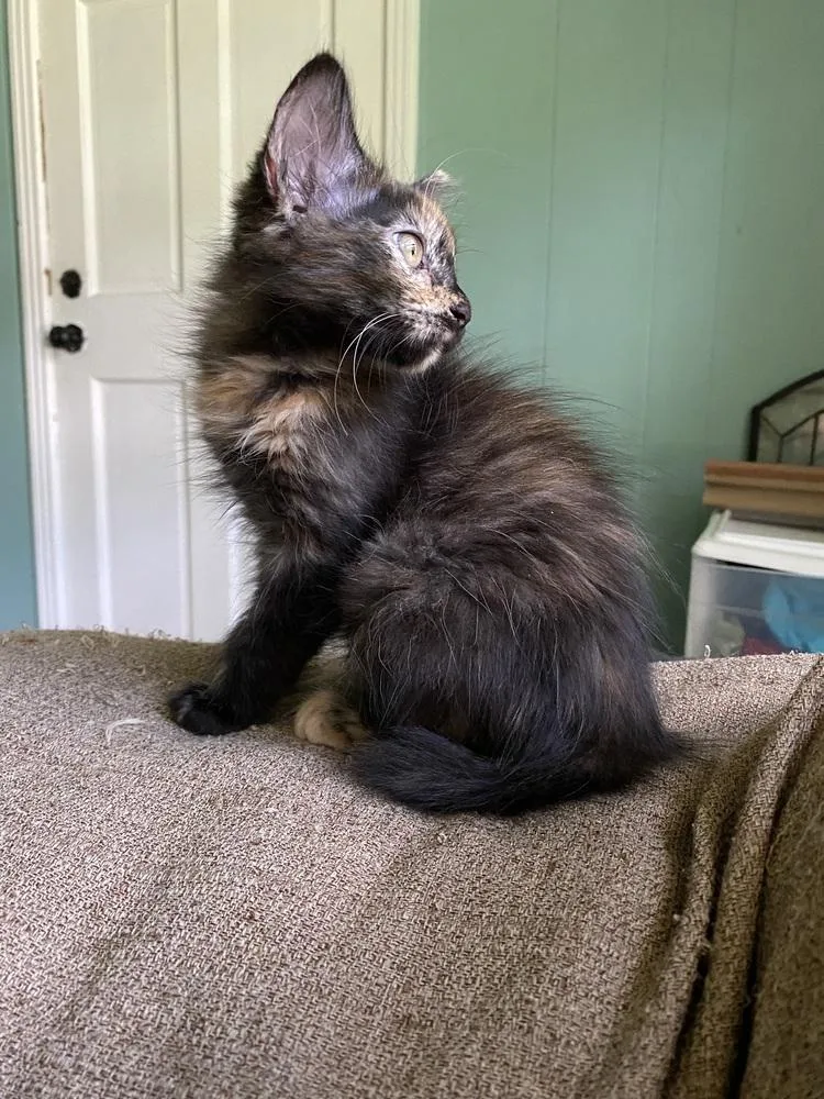 A baby small-sized female Tortoiseshell Domestic Medium Hair cat named Mayhem for adoption in Groveland, MA