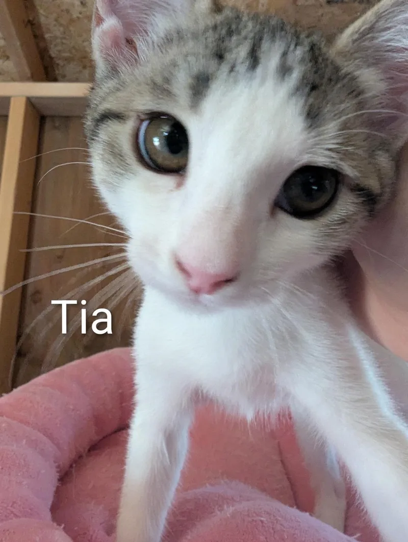 A baby medium-sized female White Domestic Short Hair cat named Tia for adoption in Sonora, CA