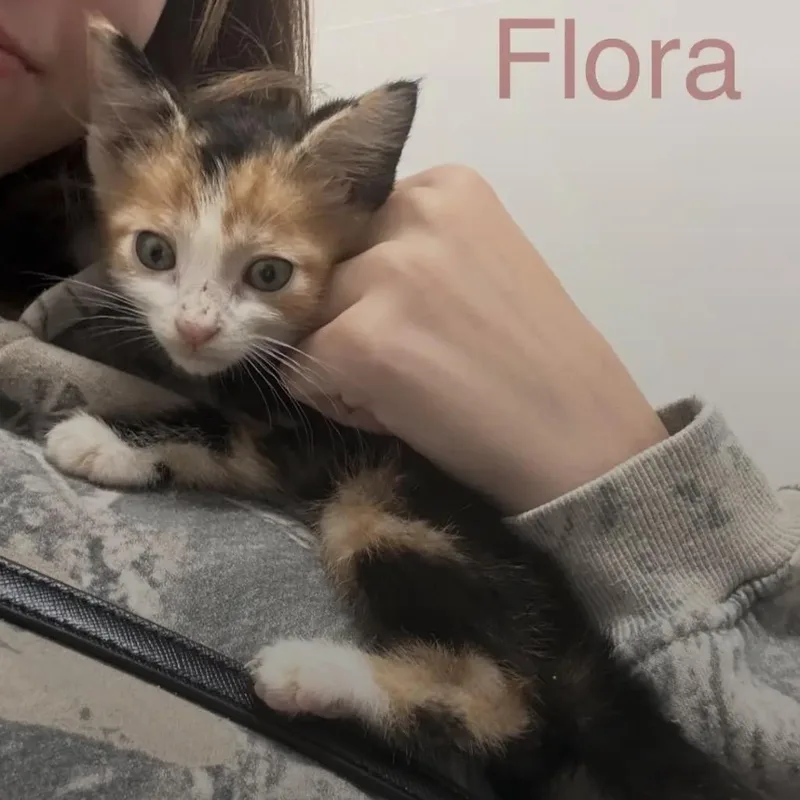 A baby small-sized female Calico Domestic Short Hair cat named Flora for adoption in Duck River, TN