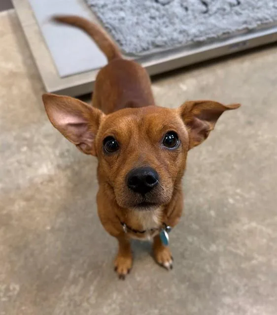 An adult small-sized male Chihuahua dog named Tim Tam for adoption in Leesburg, VA