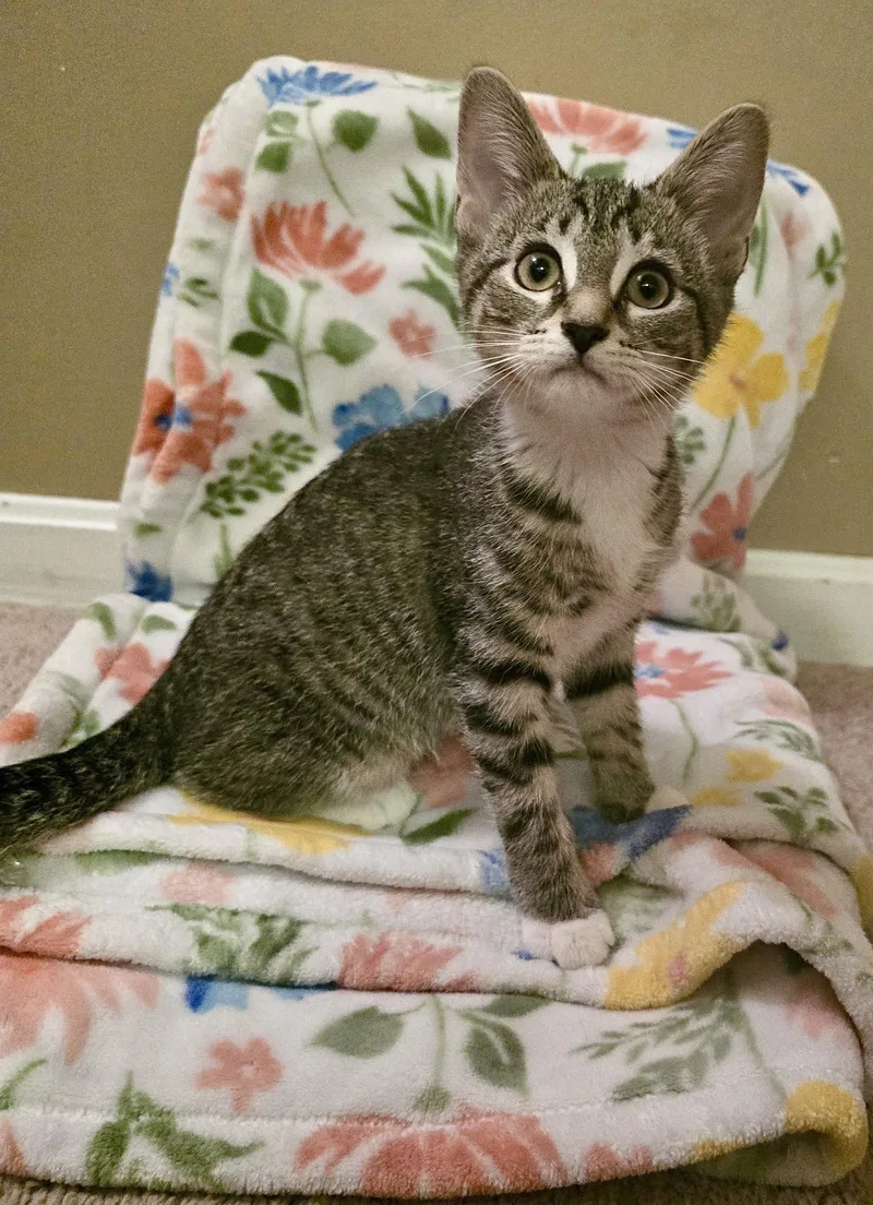 A baby medium-sized female Domestic Short Hair cat named Socks for adoption in Hanover, PA