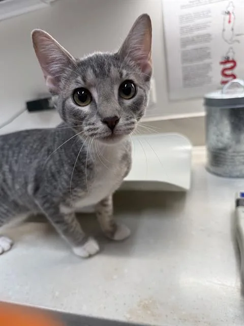 A young small-sized female Domestic Short Hair cat named Fay for adoption in Baytown, TX