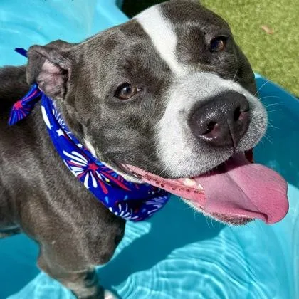 An adult medium-sized female Mixed Breed dog named Luna for adoption in Largo, FL