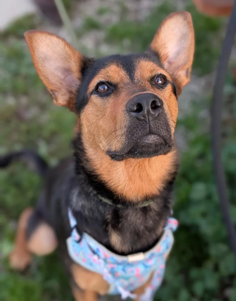 A young medium-sized female Shepherd dog named Twilight Sparkle for adoption in Defiance, OH