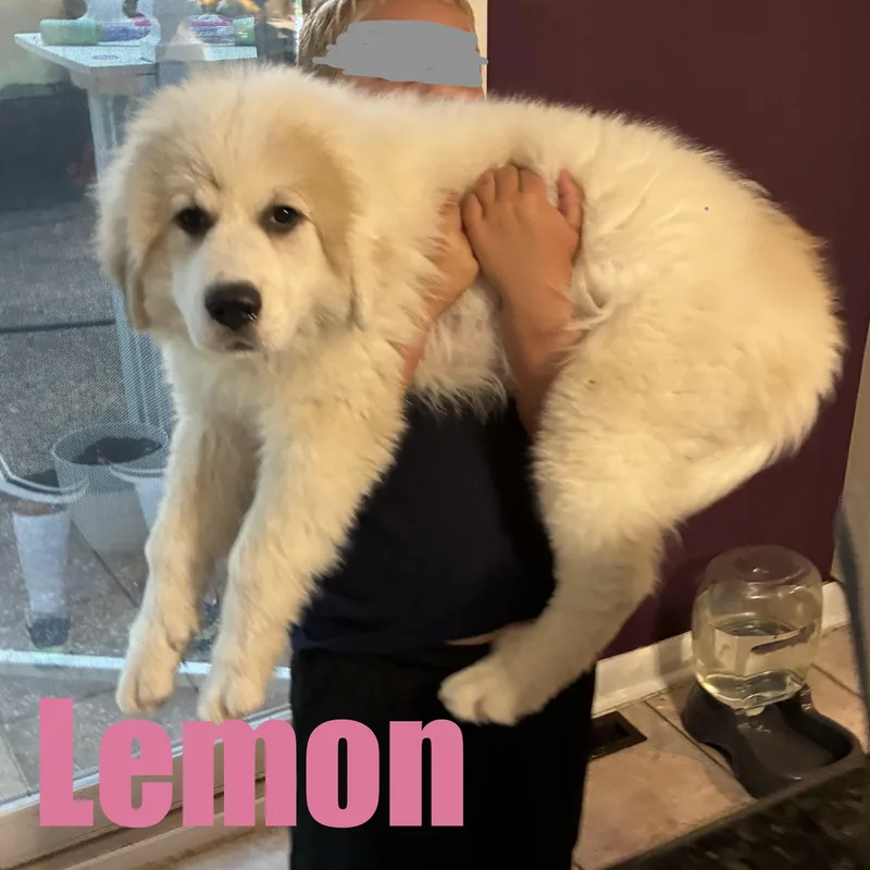 A baby extra large-sized female Great Pyrenees dog named Lemon for adoption in Ellicott City, MD