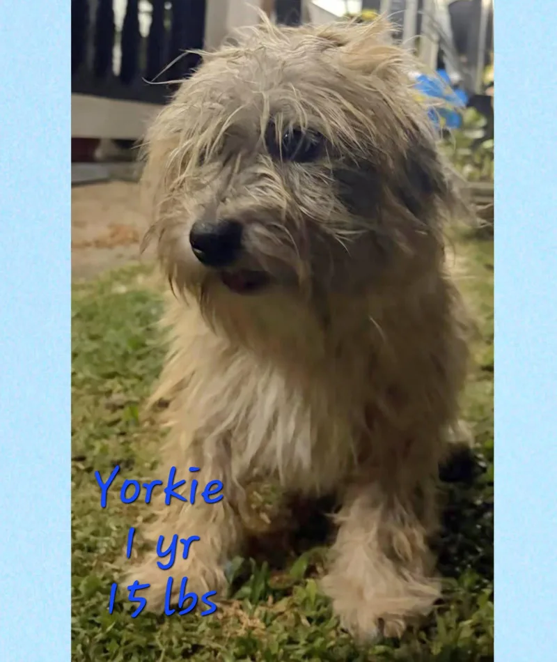 Yorkie