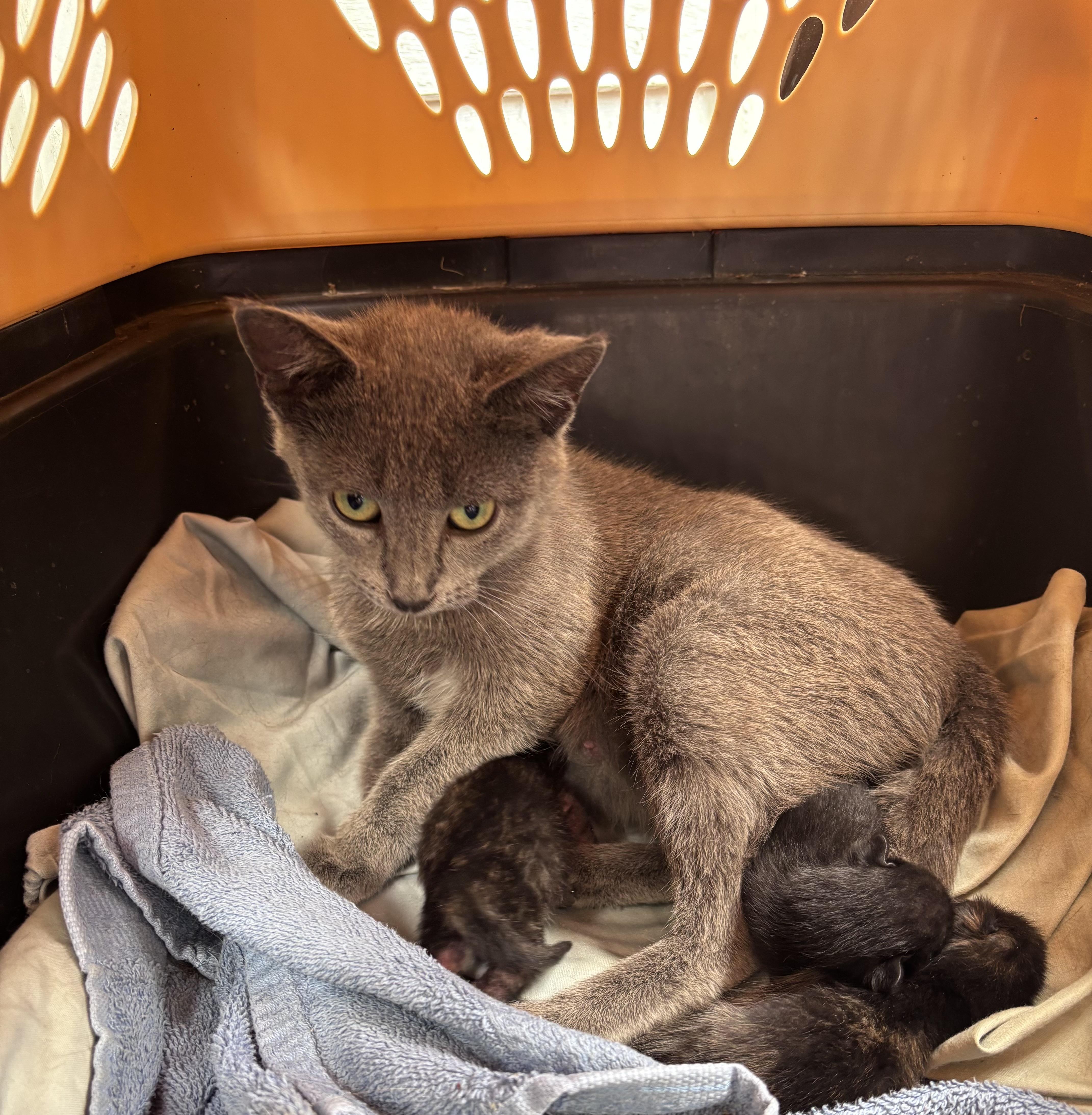 A young medium-sized female Gray / Blue / Silver Domestic Short Hair cat named Lola and Babies for adoption in GALESVILLE, WI