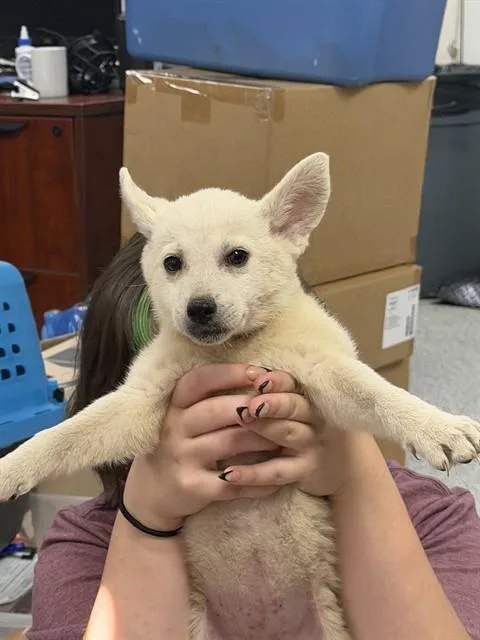 A baby small-sized female Siberian Husky dog named A for adoption in Pasadena, TX