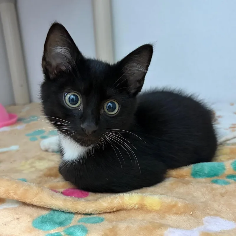 A baby small-sized male White Domestic Short Hair cat named Lt. Dan for adoption in Franklin, NC