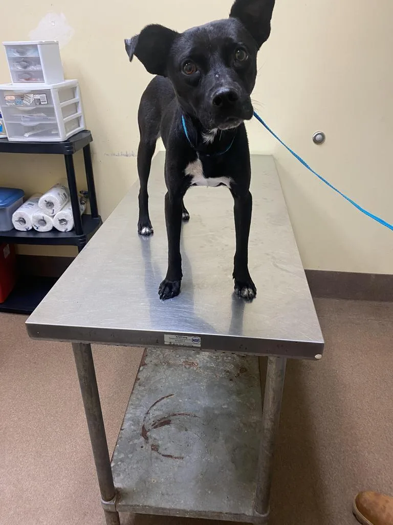 Oil Spill thumbnail 3