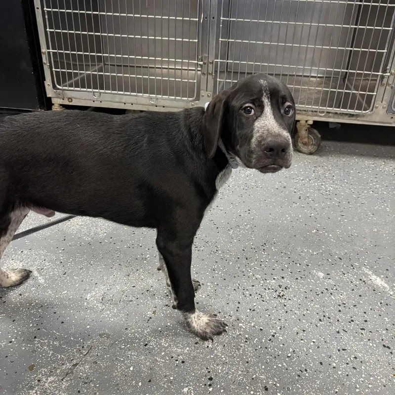 A young medium-sized male Black Mixed Breed dog named Thunder for adoption in St Joseph, MO