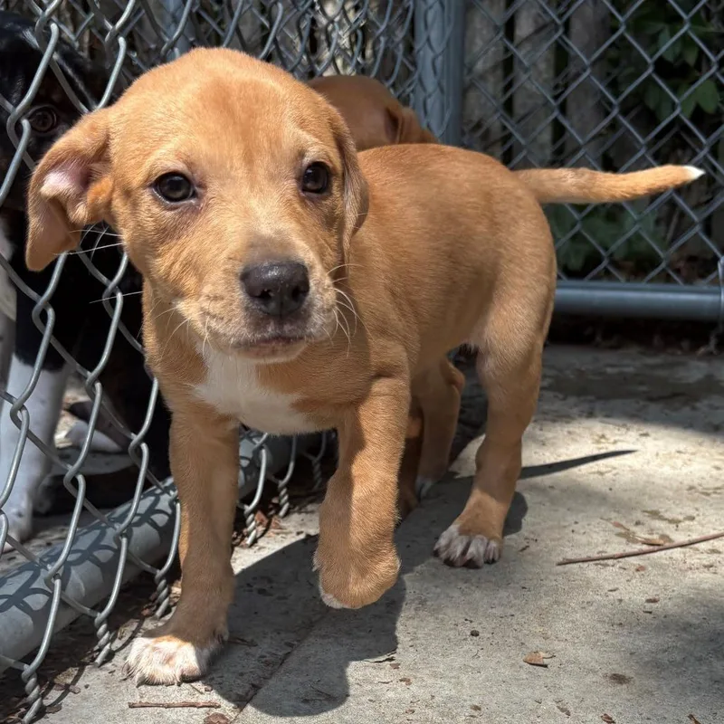 A baby small-sized female Brown / Chocolate Mixed Breed dog named Briar for adoption in East Hanover, NJ