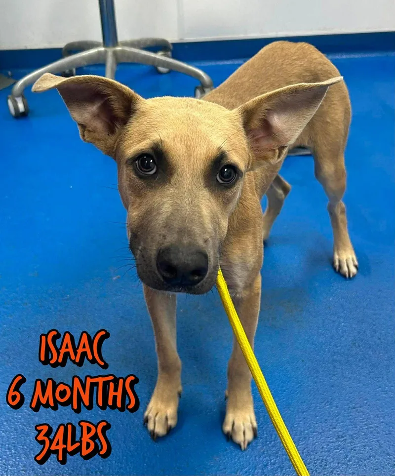 A baby medium-sized male Shepherd dog named Isaac for adoption in Holbrook, NY