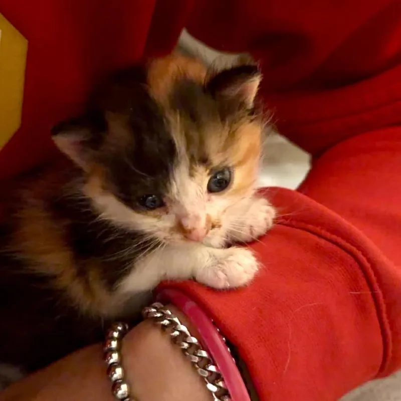 Xena thumbnail 2