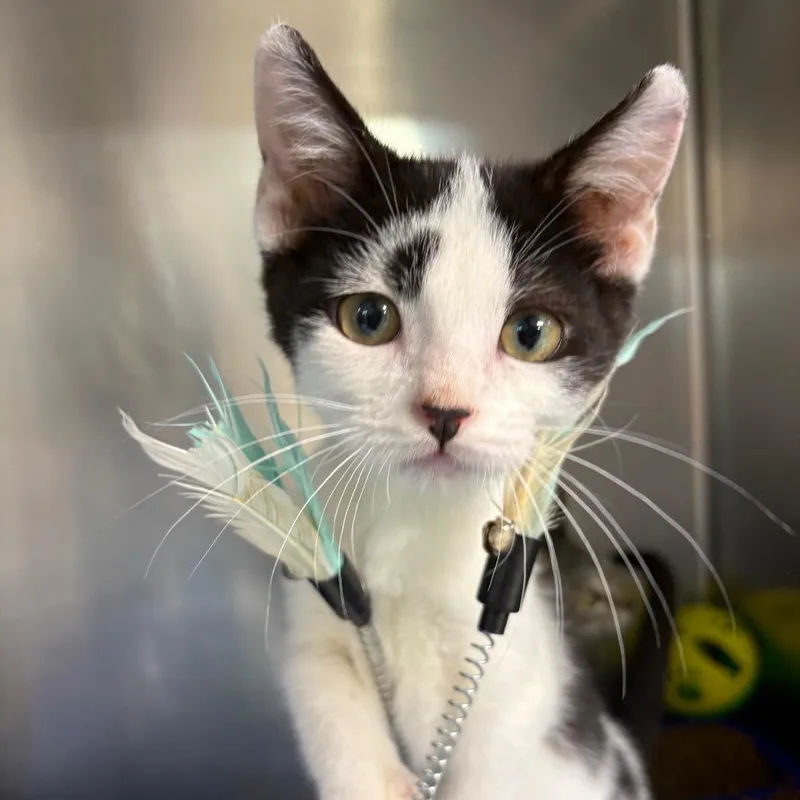 A baby small-sized male Black Domestic Short Hair cat named Duke for adoption in Leander, TX