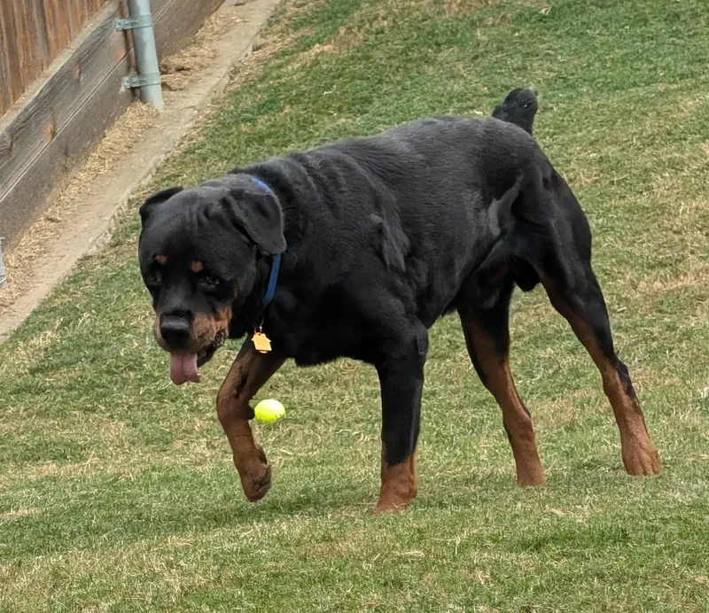 An adult large-sized male Rottweiler dog named Rotisserie A for adoption in Plano, TX