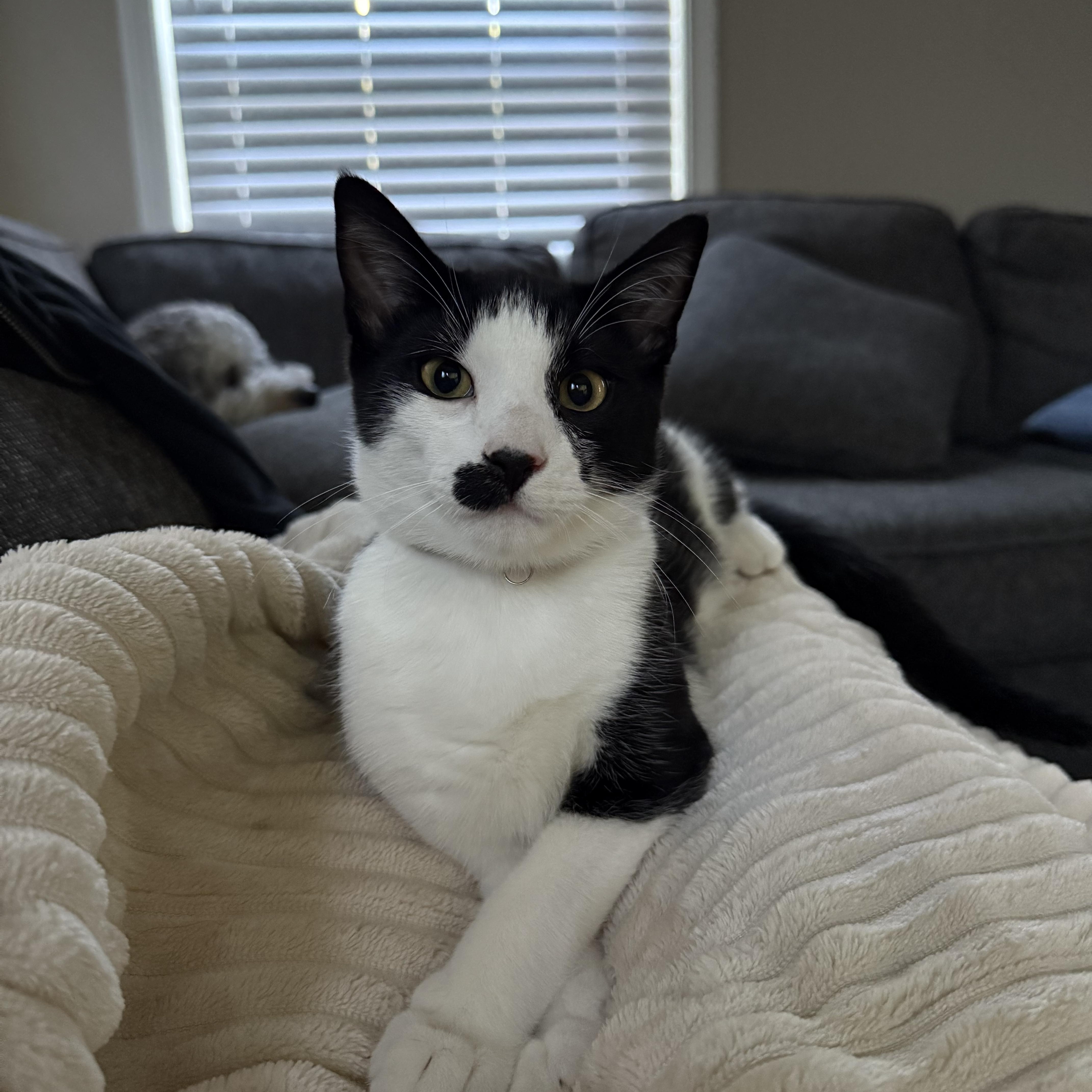 A baby medium-sized male Black & White / Tuxedo Domestic Short Hair cat named Charlie Chaplin for adoption in Plainfield, IL