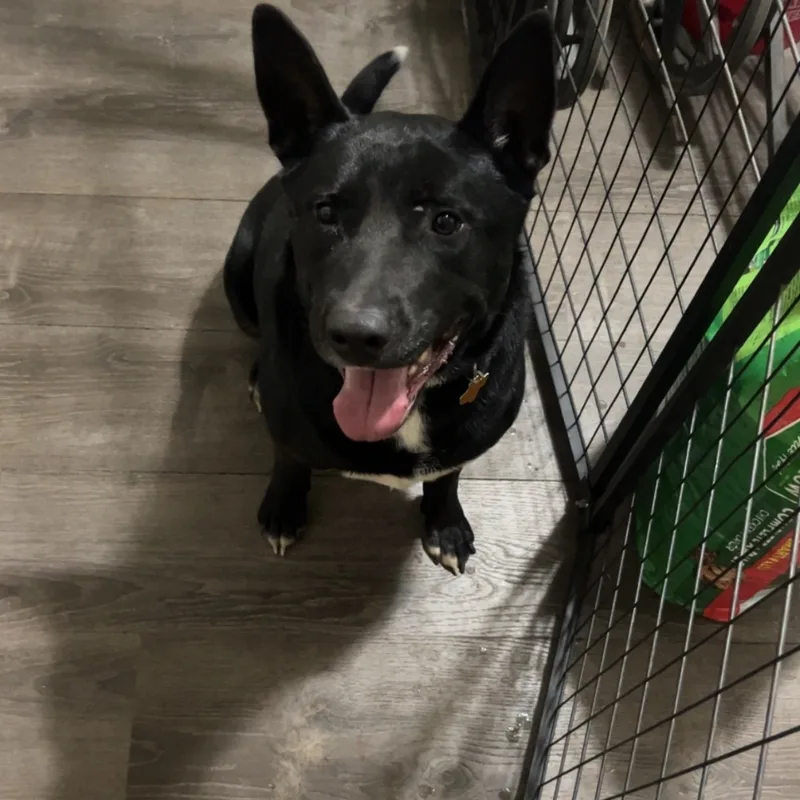 Dandy  Courtesy Listing