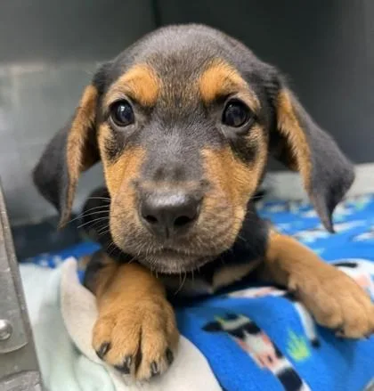 A baby large-sized female Black and Tan Coonhound dog named Emmy for adoption in Bedford, IN