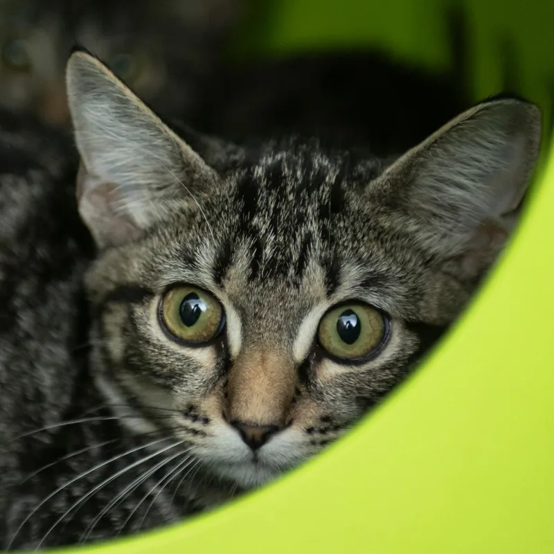 A baby small-sized male Brown / Chocolate Domestic Short Hair cat named Elijah for adoption in Middletown, RI
