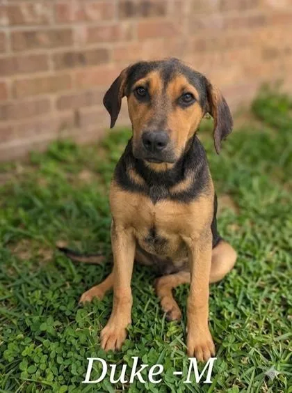 An adult medium-sized male Hound dog named Duke for adoption in Guntersville, AL