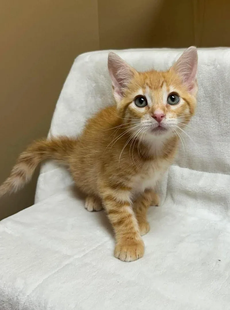 A baby medium-sized male Tabby (Orange / Red) Domestic Short Hair cat named Virgo for adoption in Maryville, MO