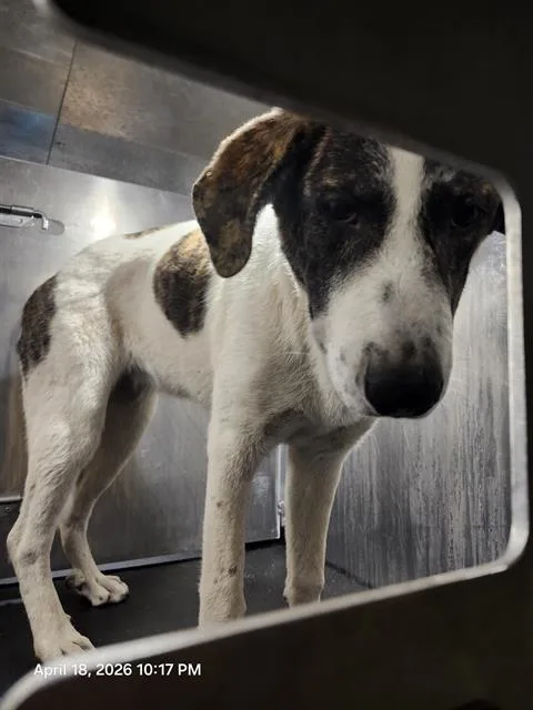 A young large-sized female Pointer dog named Lolita for adoption in San Antonio, TX
