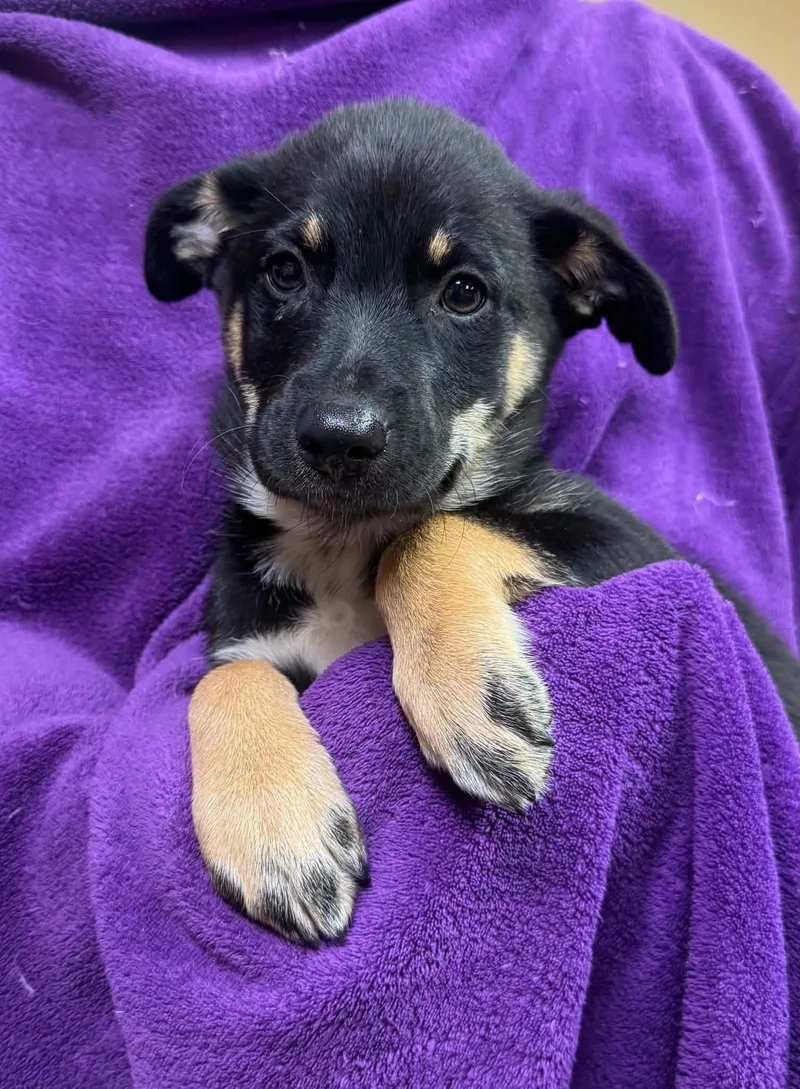 A baby medium-sized female Bicolor Shepherd dog named Lorelei for adoption in Tomah, WI