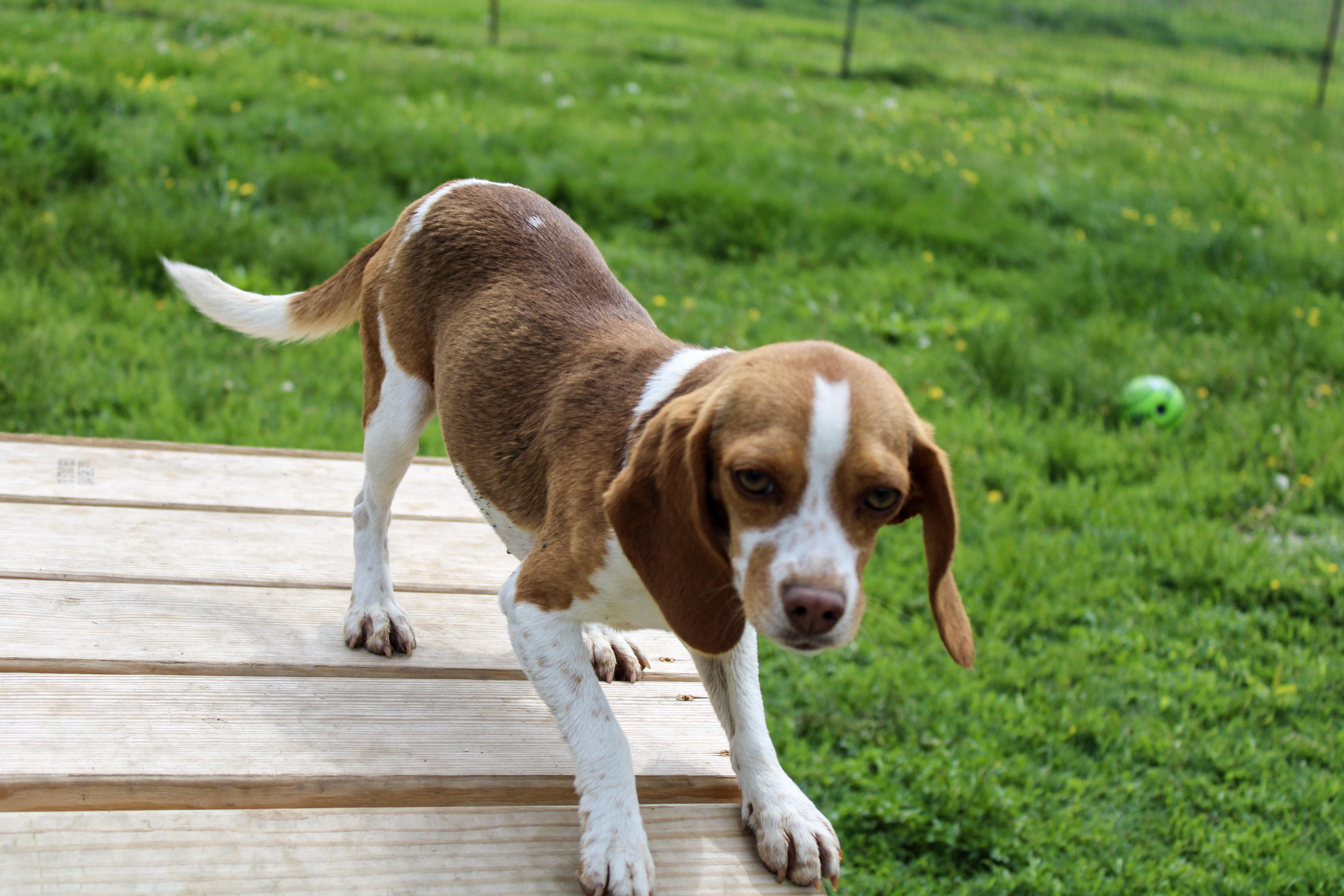 An adult small-sized female Red / Chestnut / Orange Beagle dog named Susie for adoption in Neosho, MO