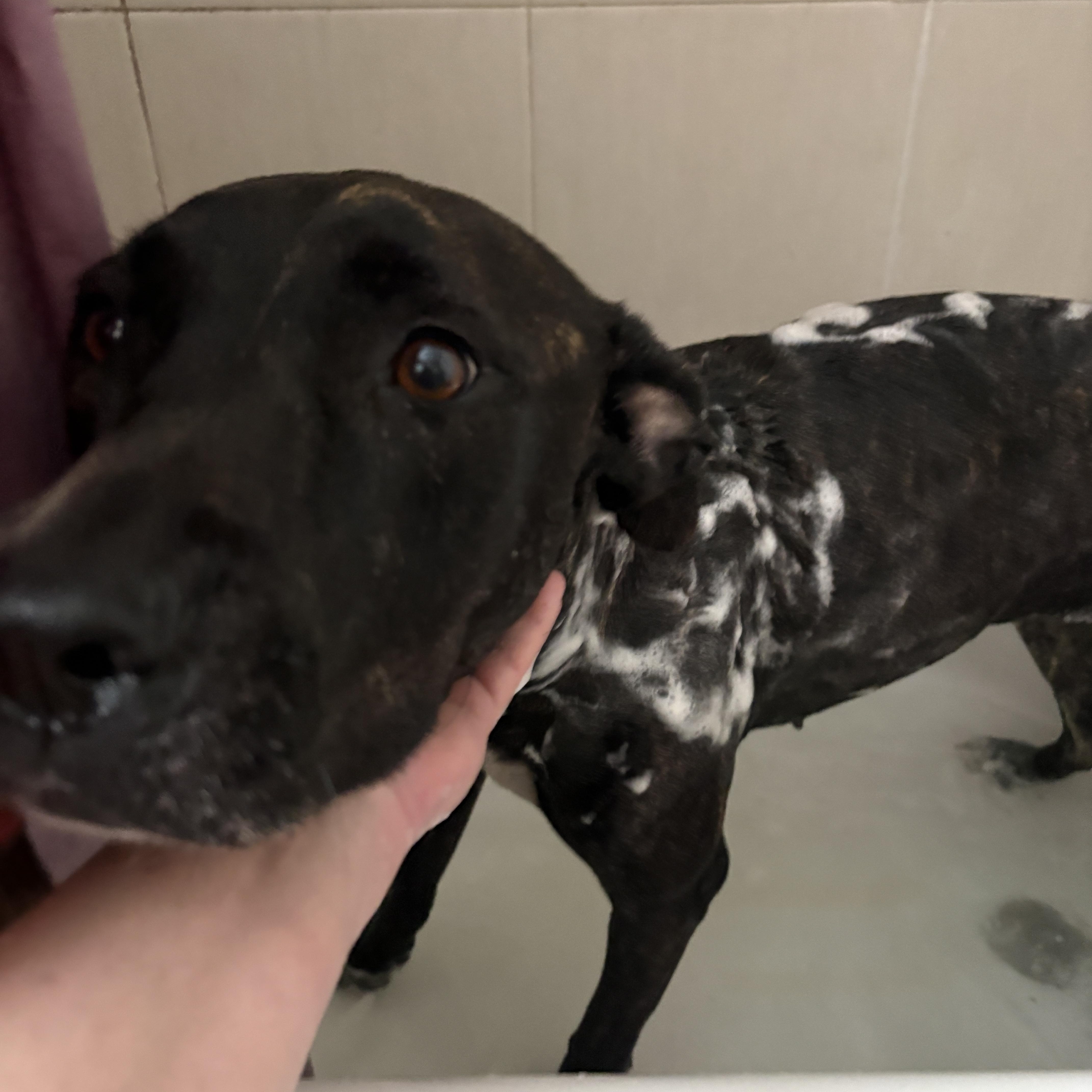 A young medium-sized female Brindle American Staffordshire Terrier dog named Prima for adoption in Houston, TX